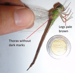 Triacanthagyna septima