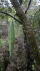 Adenia perrieri image