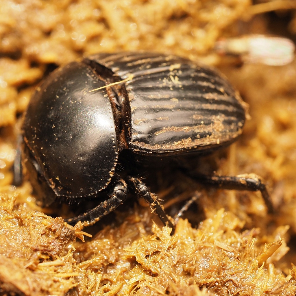 Scarabaeus laticollis