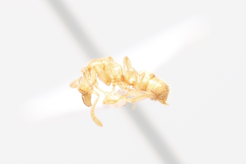 Hypoponera fiebrigiHypoponera fiebrigi