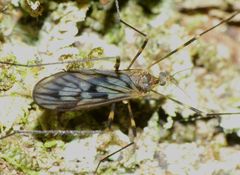 Amphineurus fatuus