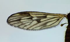 Amphineurus fatuus