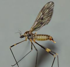 Amphineurus fatuus