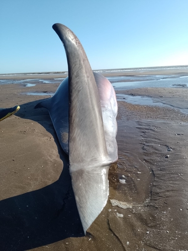 Ramari's Beaked Whale (Mesoplodon eueu)