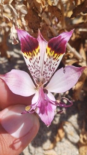 Alstroemeria werdermannii (Alstroemeria werdermannii)
