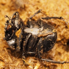 Scarabaeus laticollis