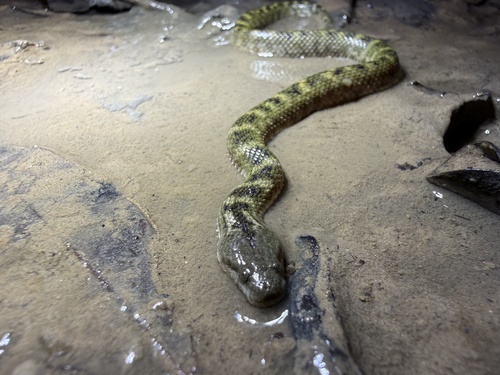 Richardson's Mangrove Snake