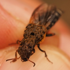 Ontholestes marginalis