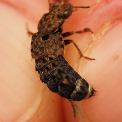 Ontholestes marginalis