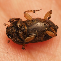 Euoniticellus fulvus