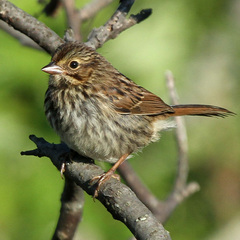 Passerculus sandwichensis