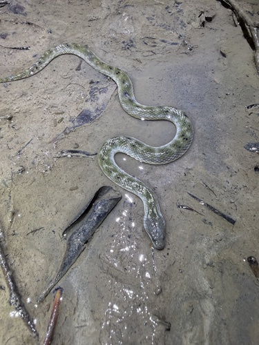Richardson's Mangrove Snake