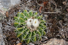 Parodia erinaceus