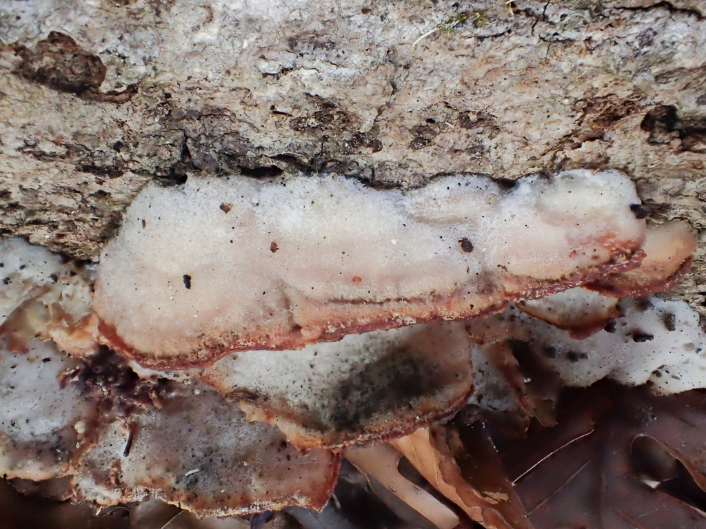 Merulius tremellosus · December 2025 · photo: © jweaver22 (iNaturalist, cc-by)