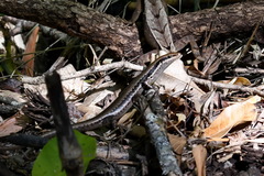 Notomabuya frenata