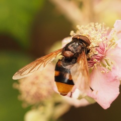 Volucella zonaria beckeri