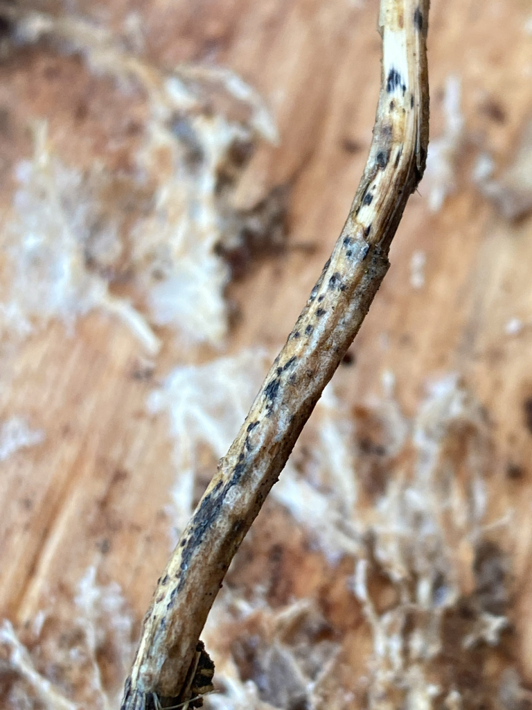 Diaporthe pulla