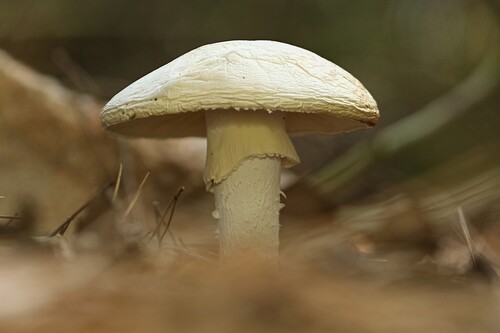 Near Neighbor Amidella (Amanita proxima)