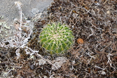 Parodia erinaceus