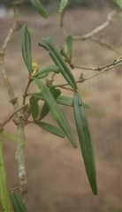 Noronhia linearifolia image