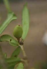 Image of Noronhia linearifolia