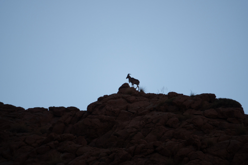 Aoudad (Ammotragus lervia), a lookalike recorded in Texas