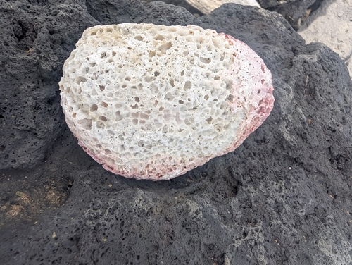 Spondylus violacescens observed 2025-12-15