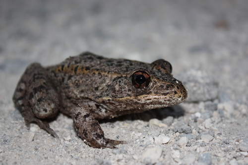 Gopher Frog