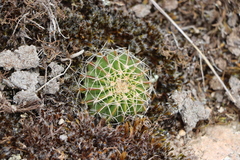 Parodia erinaceus