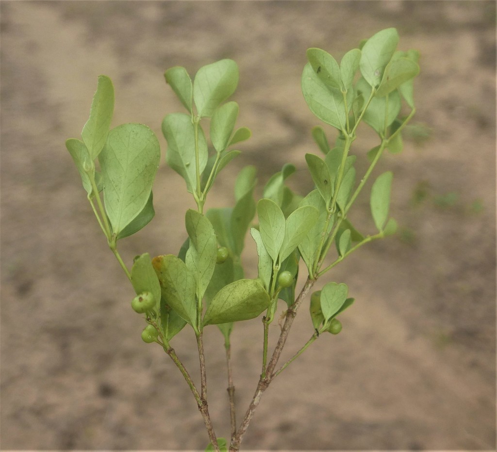 Peponidium sahafaryense
