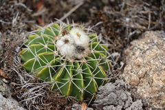 Parodia erinaceus