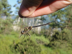 Somatochlora arctica