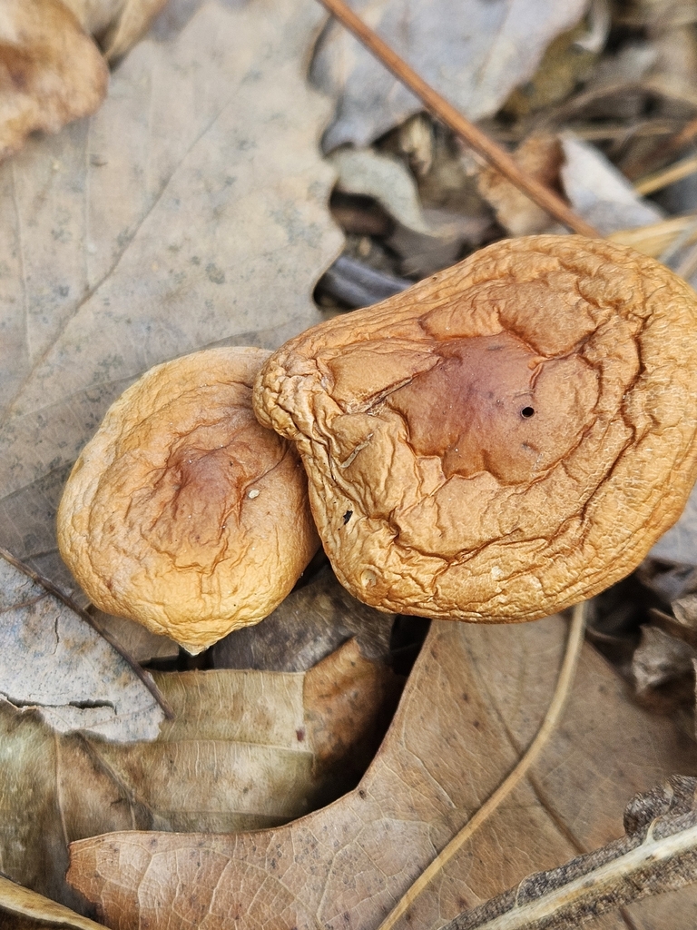 Hypholoma lateritium · December 2025 · photo: © willingarden (iNaturalist, cc-by)