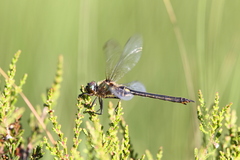 Somatochlora arctica