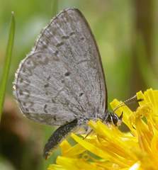 Celastrina nigra