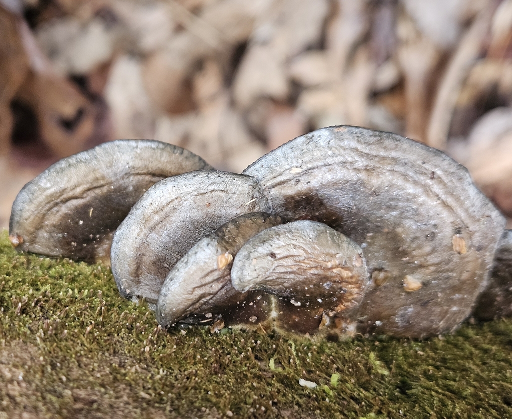 Sarcomyxa serotina · December 2025 · photo: © willingarden (iNaturalist, cc-by)