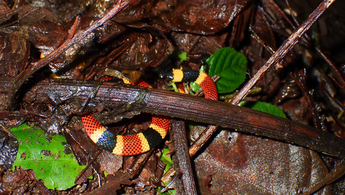 Misquito coral snake, Micrurus mosquitensis