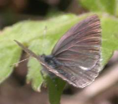 Celastrina nigra
