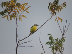 Pitangus sulphuratus