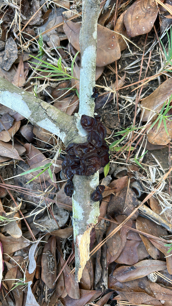 Exidia crenata · November 2025 · photo: © loisdiggs (iNaturalist, cc0)
