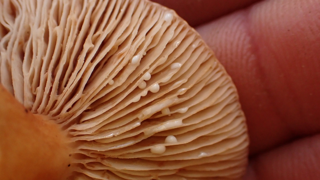 Lactarius