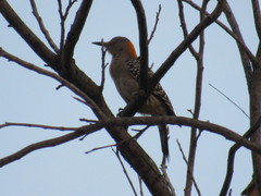 Melanerpes aurifrons