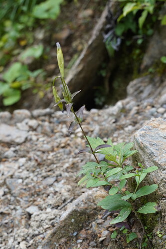Gentianopsis yabei iNat (1)