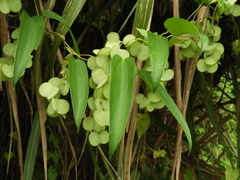 Dioscorea japonica