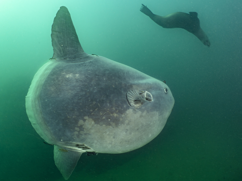 Hoodwinker Ocean Sunfish