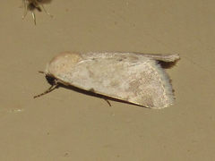 Leucocnemis perfundis