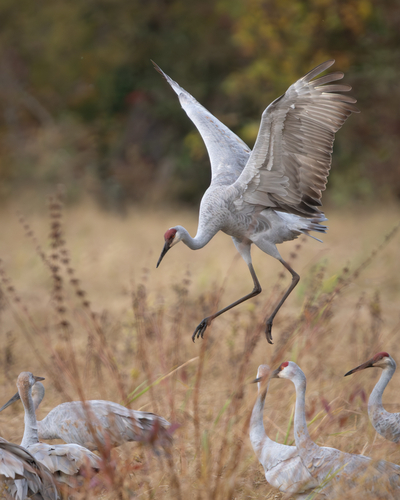 Sandhill Crane photographed in Indiana