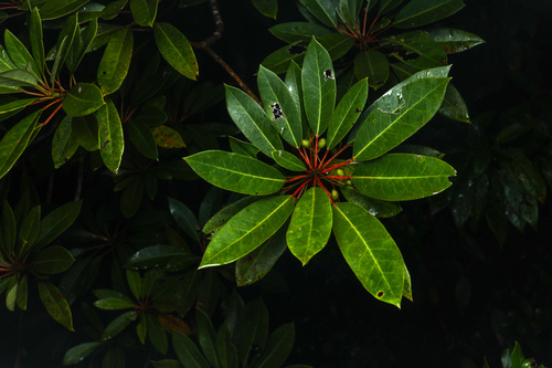 Daphniphyllum teijsmannii observed 2025-12-18