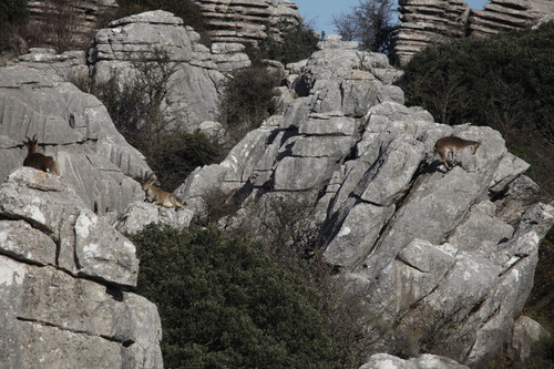 Avistamiento Cabra montés de Sierra María