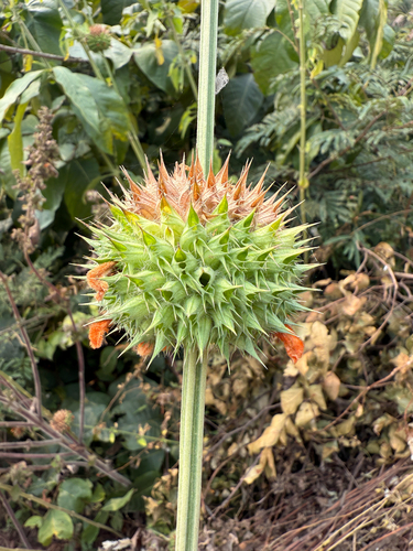 lion's ear